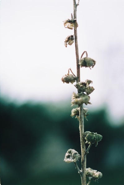 4April2016Cinestill33