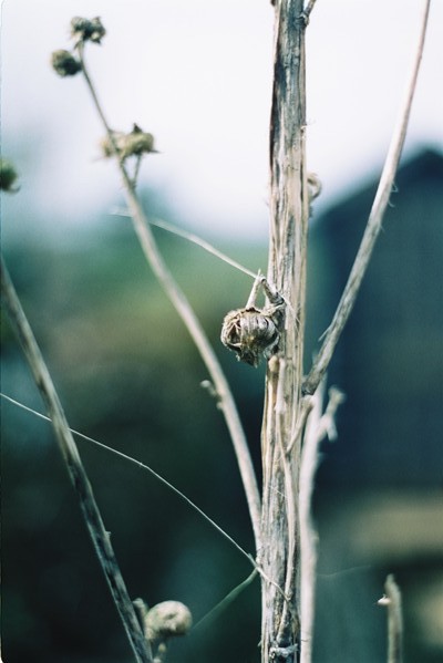 5April2016Cinestill36