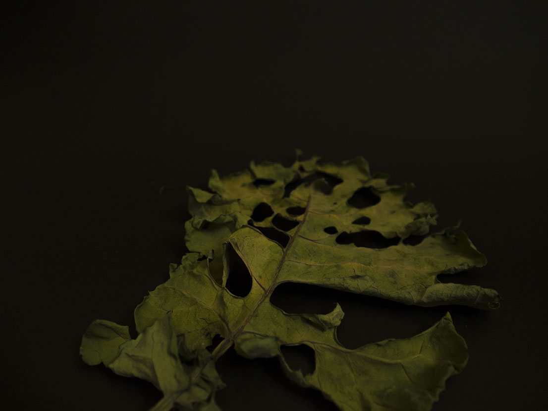 Red Cabbage leaf Still Life