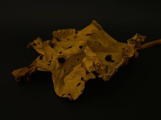 Rhubarb leaf Still Life